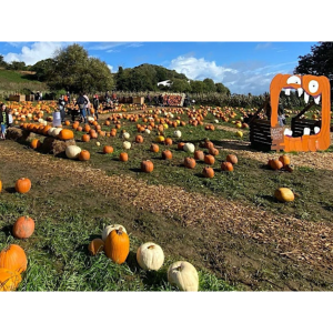 Master Farms' Pumpkin Patch