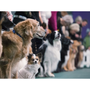 Paignton Dog Show - Westpoint Arena