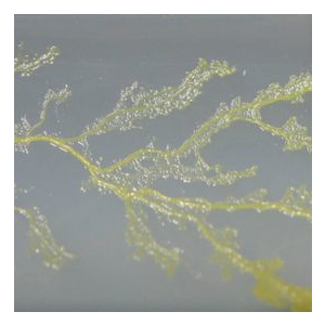 Mind + Matter: Towards Co-Creation (FREE Art/ Science Exhibition)