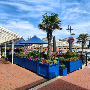May Market Day