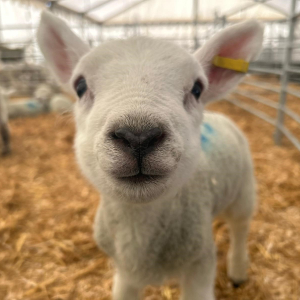 Staffordshire farm is bursting with new life for Spring