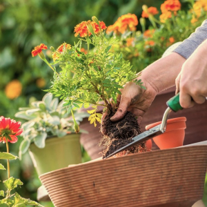 The Complete Summer Garden Workshop