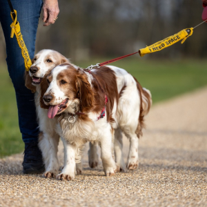 Walkies 