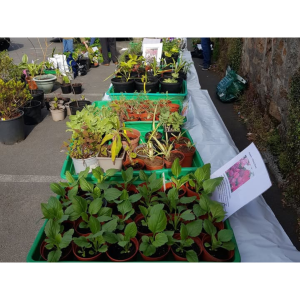 Plant Sale