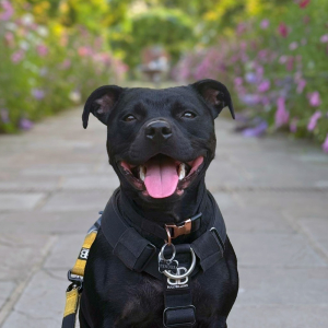 Walkies 