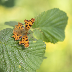 Butterfly Guided Walk