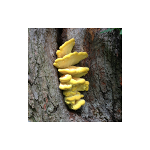 Eastnor Castle Foraging Courses with Wild Food UK 