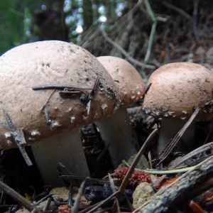 Foraging Courses at Castle Bromwich Gardens, with Wild Food UK