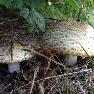 Bitts Park 'thrifty' Foraging Courses, with Wild Food UK.