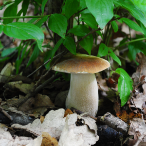 Foraging Courses nr Penicuik, with Wild Food UK