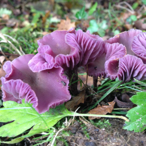 Chantry Woods Foraging Courses, with Wild Food UK