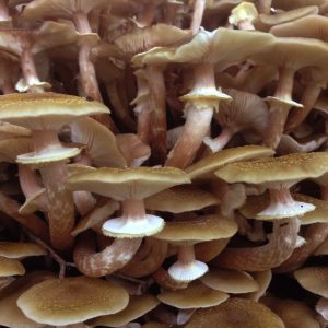 Warlingham Foraging Courses with Wild Food UK