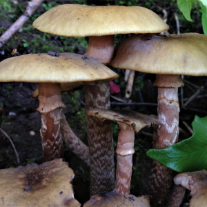 Ewhurst Estate Foraging Courses with Wild Food UK
