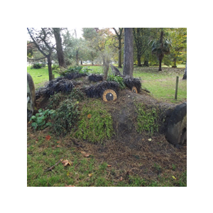 Bute Park 'Thrifty' Foraging courses with Wild Food UK