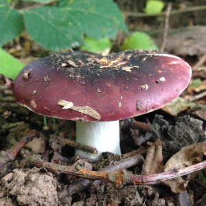 Foraging Courses at Shenley Wood with Wild Food UK