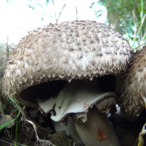 Notgrove Estate Foraging Courses with Wild Food UK