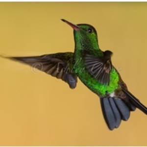 Wirral Bird Club - “Trinidad & Tobago” -  Ashley Grove