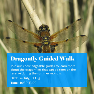 RSPB Dragonfly Guided Walk
