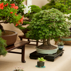 Bonsai Show
