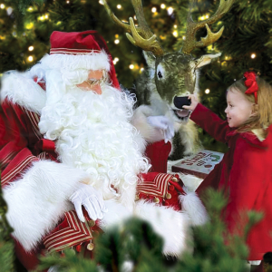 Magical Christmas Experience