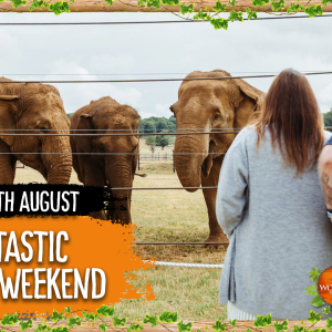 Elephant Charity Weekend  16th & 17th August 