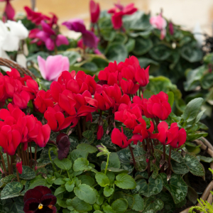 Cyclamen Society Autumn Show