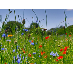 La Mare Meadow In Bloom