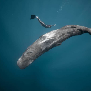 Ocean Film Festival World Tour 2025