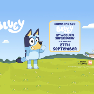 Come along and meet Bluey at Woburn Safari Park