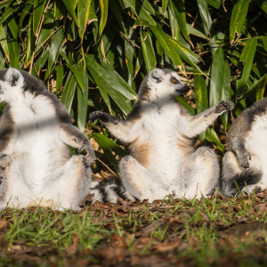 A Leap for Lemurs, Charity Weekend at Woburn Safari Park