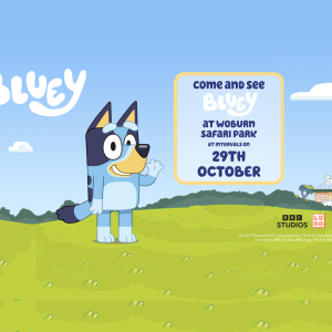 Come and meet Bluey on the 29th October! 