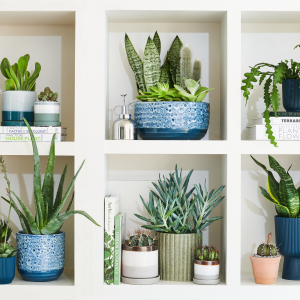 Houseplant January