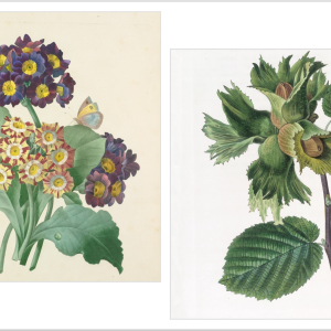 Wildlife Wonders: A Gardener’s Calendar 