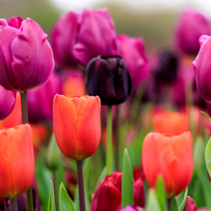 Spring colour - Tulips