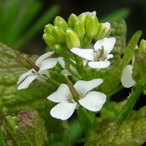 Eastnor Castle Spring Foraging Courses