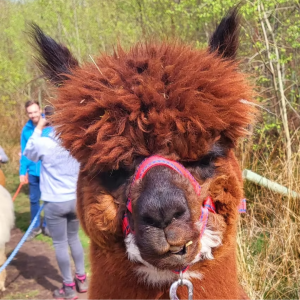 Valentines Special Alpaca Walk with Poppywood Alpacas