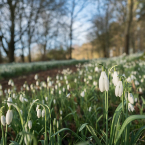 Snowdrop Sundays 1st, 8th, 15th February.  10.00 - 15.00