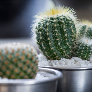 Cactus and Succulent Society Show	
