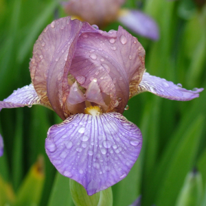 Summer Show featuring Iris and Hosta Societies