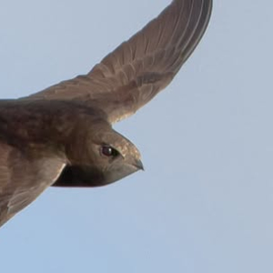 Swifts in Newbury