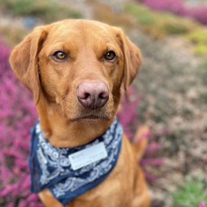 Walkies 