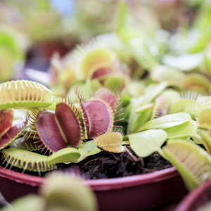 Ferns & Carnivorous Plants Show 