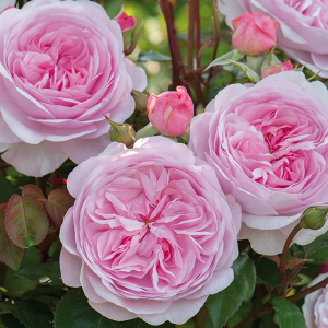 June in Bloom: A Chelsea-Inspired Talk from David Austin Roses
