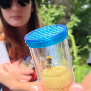 Bees Needs Science Festival 2026