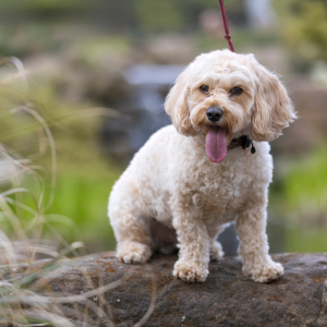 Walkies 