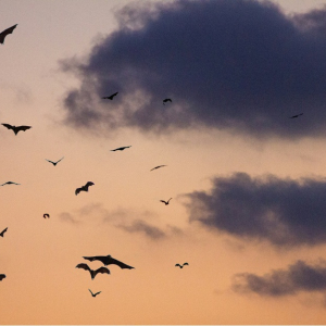 UK Bats talk and walk