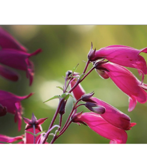  Salvia and Penstemon Festival