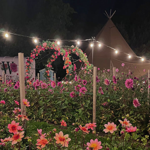 Disco in the Dahlias 