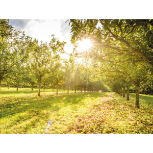 Rocquette Cider Tours