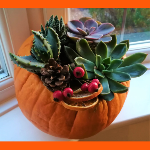 🎃🌿 Pumpkin Planter Workshop with Floral Jazz 🌿🎃